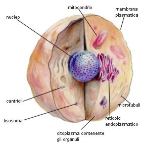 La cellula